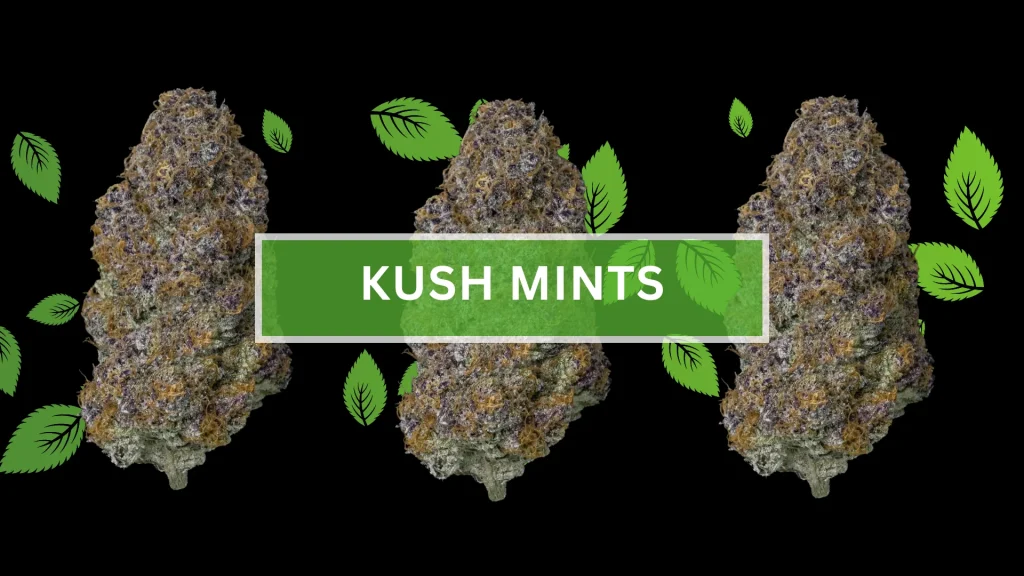 kush mints strain